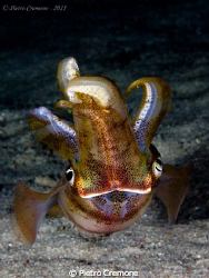 Night squid by Pietro Cremone 